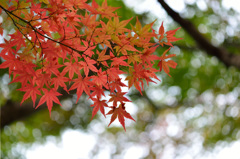 Autumn colours-Ⅴ