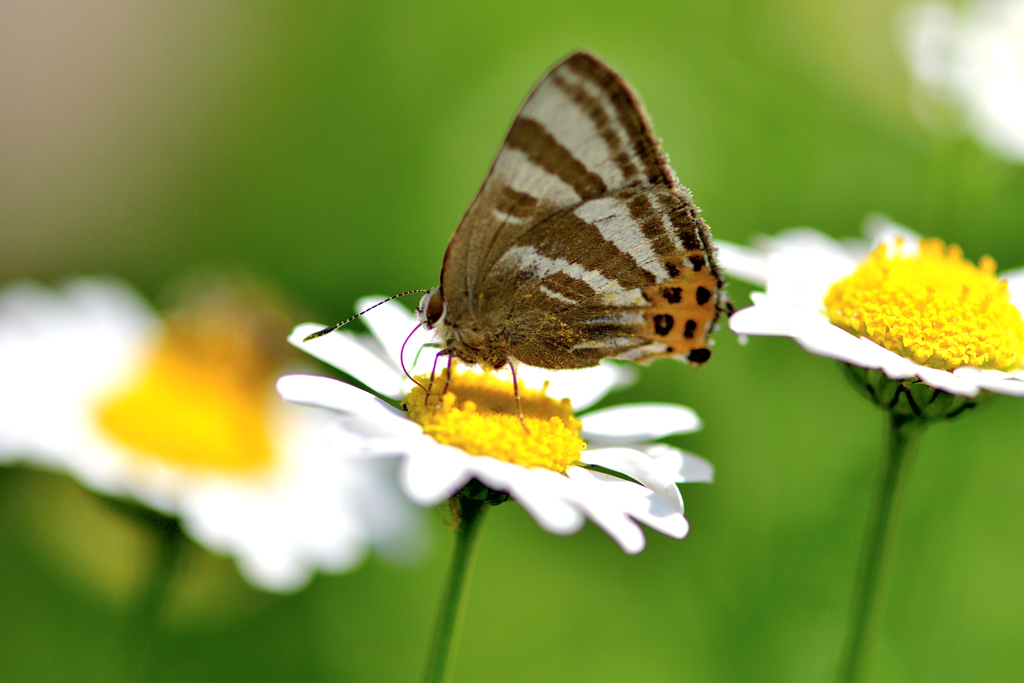 昆虫達の季節-Ⅲ　