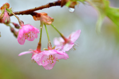 雨に濡れて美しく -Ⅱ