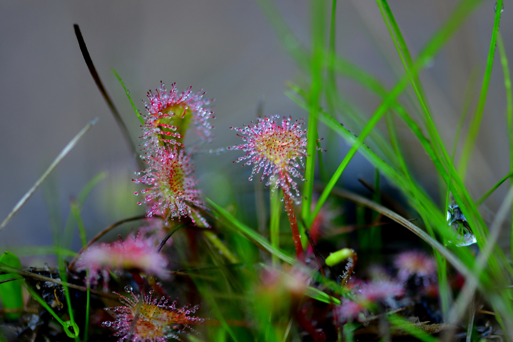 妖艶に光る死の露