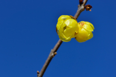 春の訪れを感じて-Ⅱ