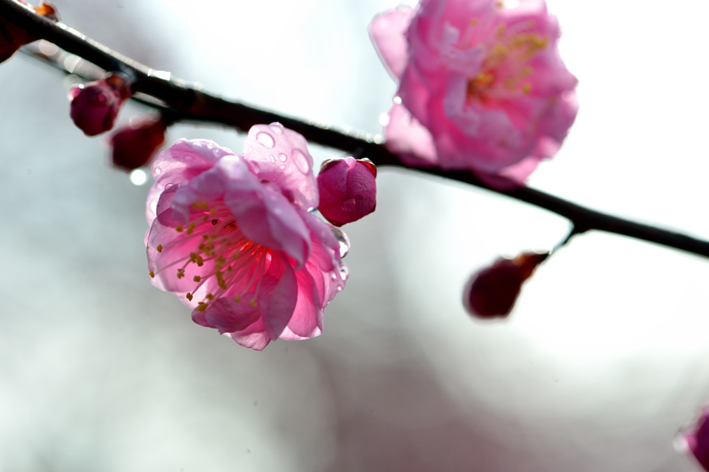 雨上がり-Ⅵ