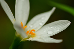 Long rain((+_+))