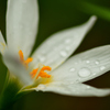 Long rain((+_+))