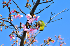 河津桜とメジロ-Ⅴ