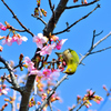 河津桜とメジロ-Ⅴ