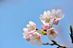 桜に誘われて-Ⅱ