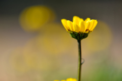 朝日を浴びて-Ⅰ