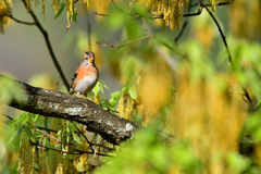 今日の野鳥たち-Ⅰ