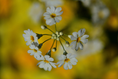春の花たち-Ⅺ