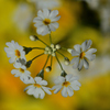 春の花たち-Ⅺ