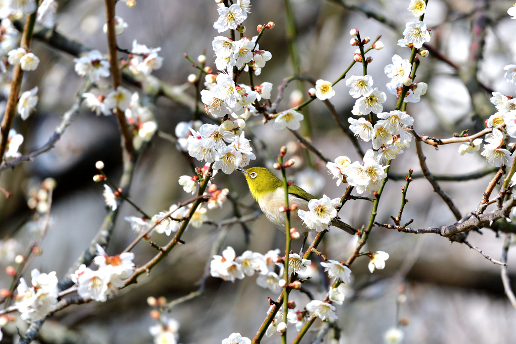 我が家の梅にも-Ⅰ