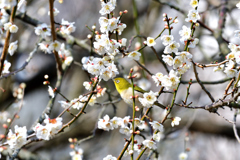 我が家の梅にも-Ⅰ