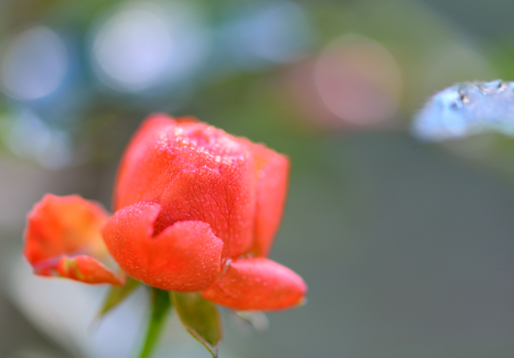 morning dew-Ⅰ