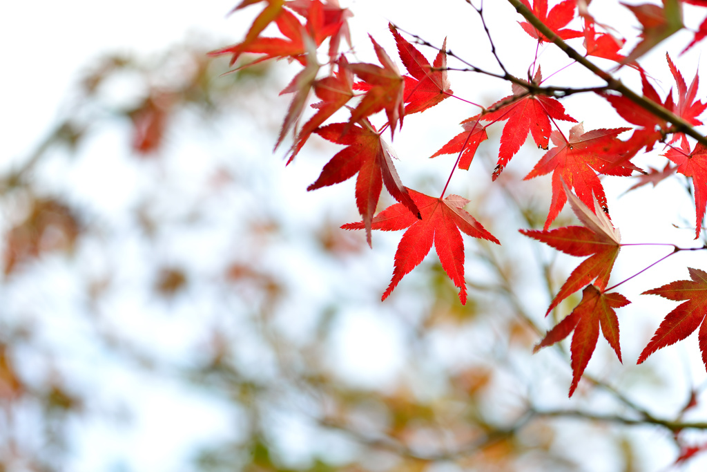 ここだけ紅葉-Ⅰ