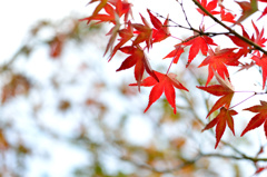 ここだけ紅葉-Ⅰ