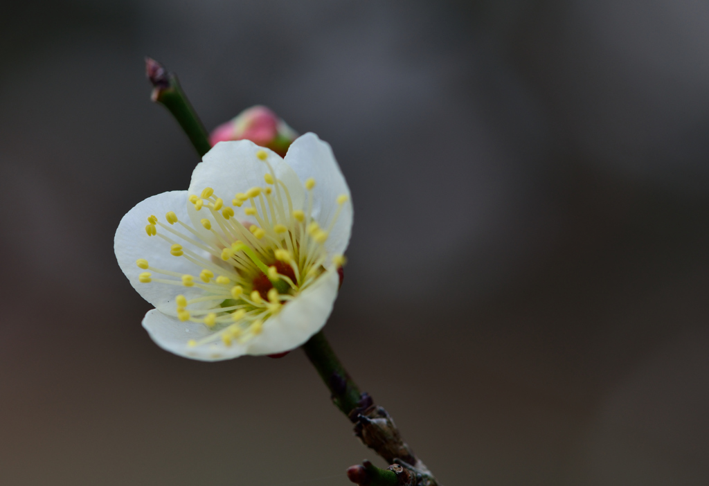 Japanese Plum