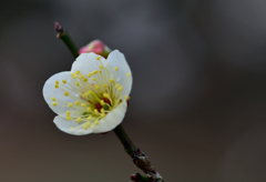 Japanese Plum