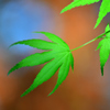 新緑-Ⅰ