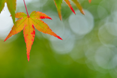 紅葉を探して-Ⅰ