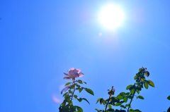 太陽と薔薇