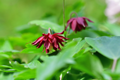 初めて見る花　西洋オダマキ