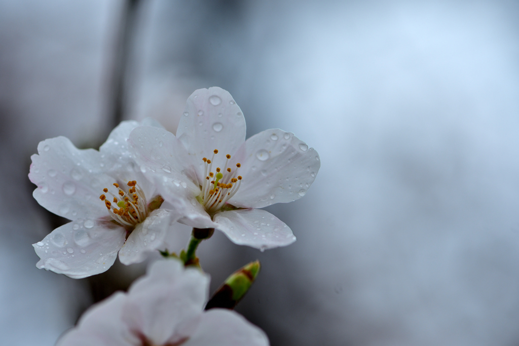 雨の日-Ⅴ