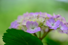 紫陽花-Ⅰ