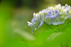 紫陽花-Ⅰ