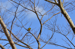 メジロが飛んできた