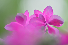 紫陽花と雨