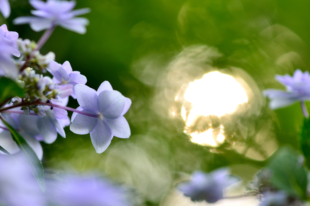 住心院　紫陽花-Ⅵ