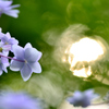 住心院　紫陽花-Ⅵ