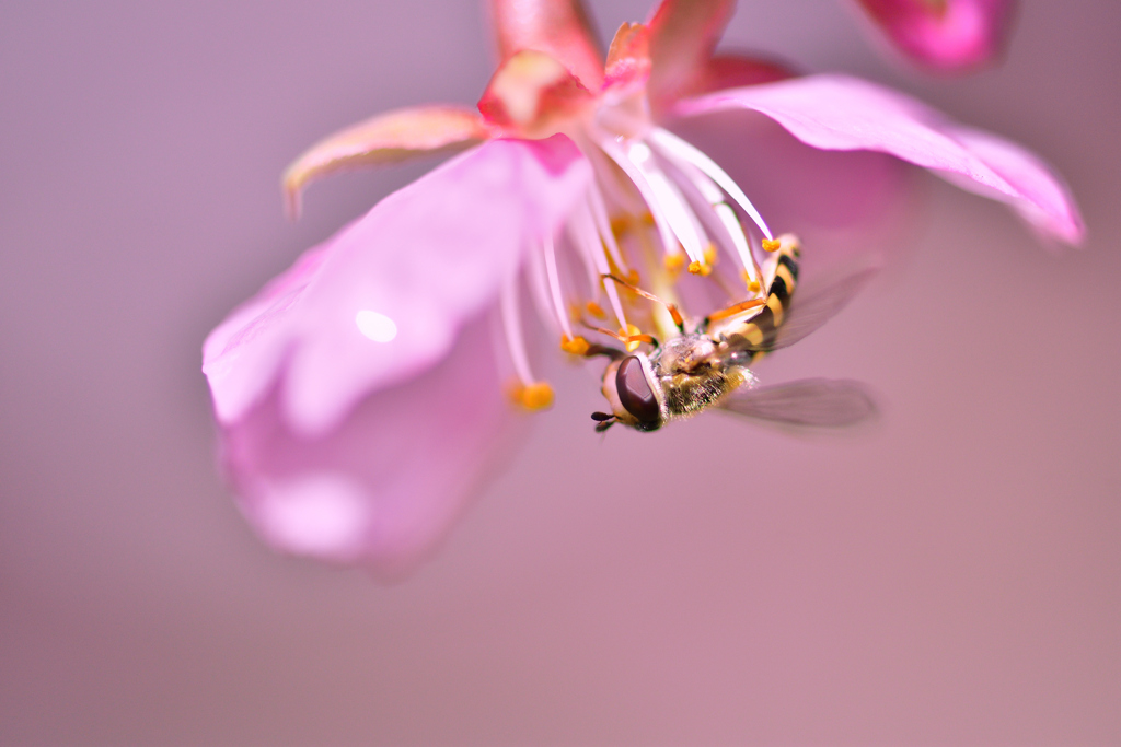 春-Ⅱ