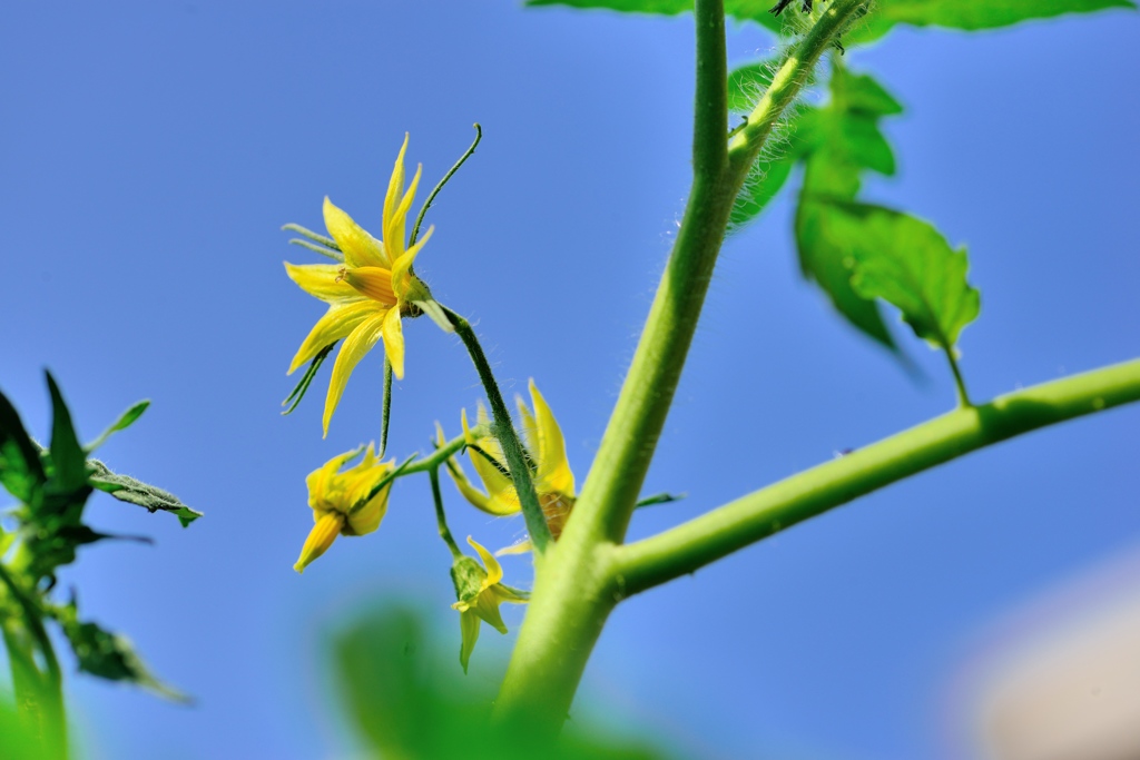 我が家のプチトマト