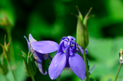 この花何の花気になる…見たこと無い