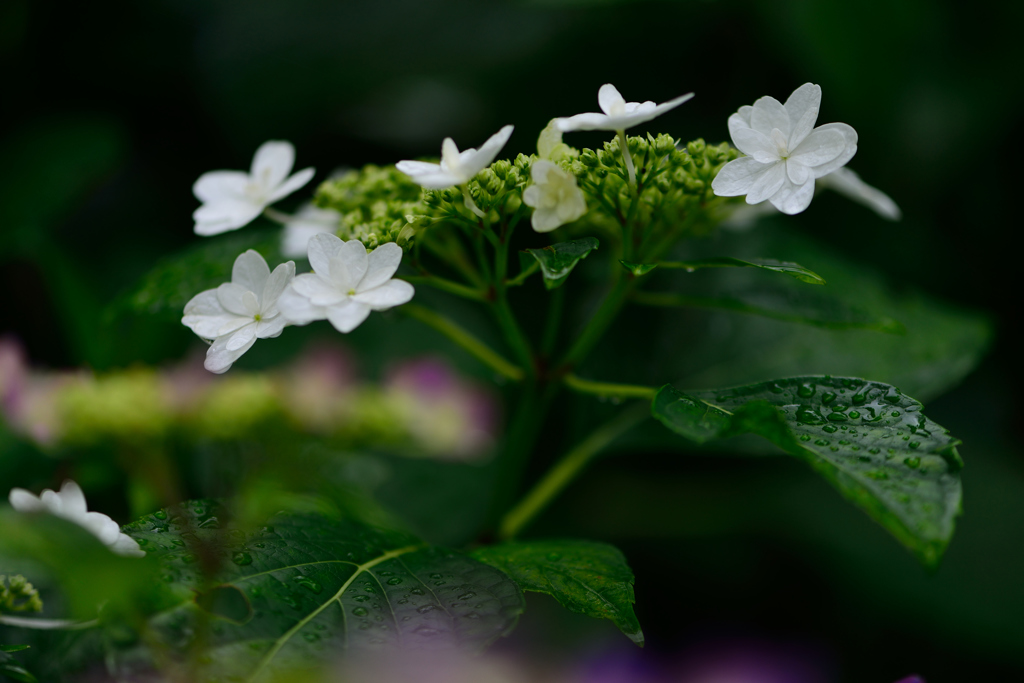 雨に濡れたこの・・・