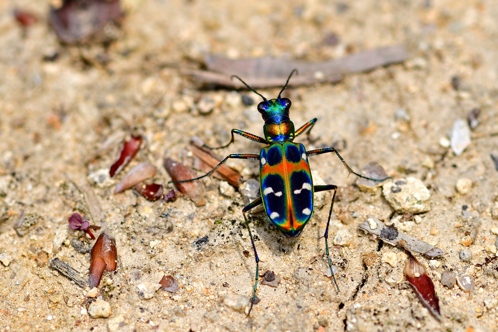 Tiger Beetle-Ⅱ