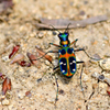 Tiger Beetle-Ⅱ