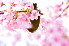 春風に揺られて-Ⅲ