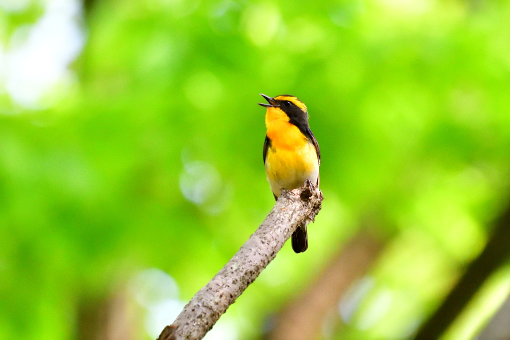 朝の挨拶ピヨピピッピキ-Ⅱ