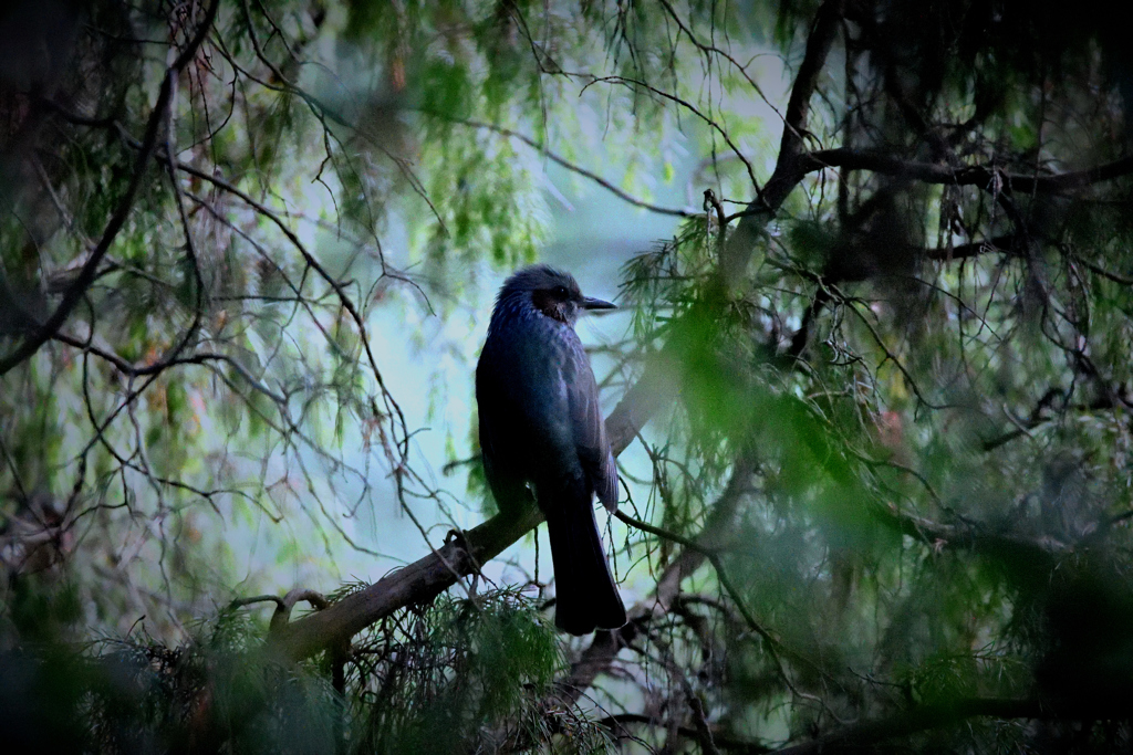 恐怖の森へようこそ
