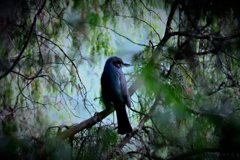 恐怖の森へようこそ