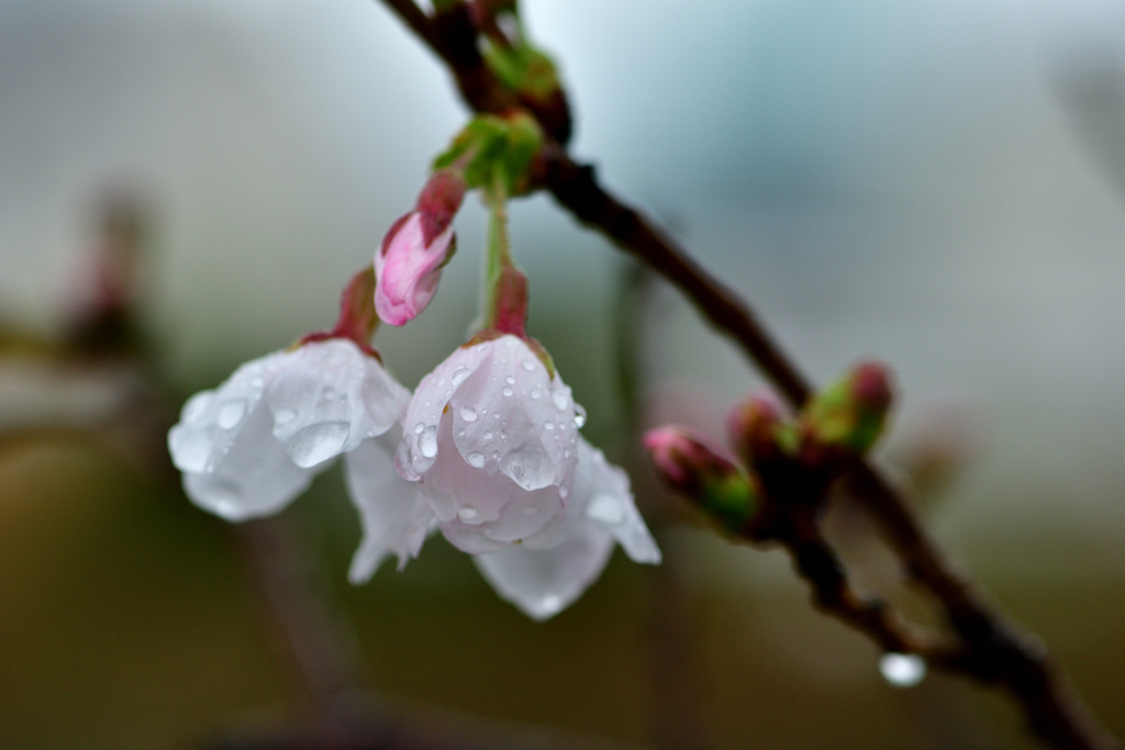 雨の日-Ⅲ
