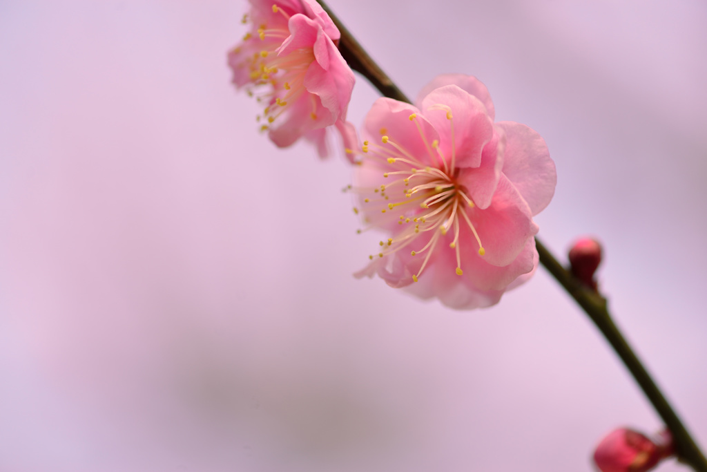 梅