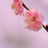 梅