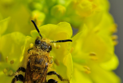 待ちに待った春-Ⅲ