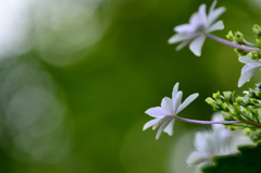 住心院　紫陽花-Ⅶ