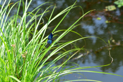 チョウトンボ-Ⅱ