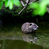 特定外来生物 ヌートリア　
